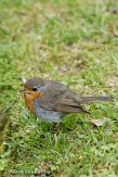 ASM05111015 roodborstje / Erithacus rubecula