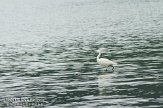 ASM05111050 kleine zilverreiger / Egretta garzetta