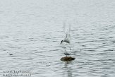 ASM05111052 visdief / Sterna hirundo