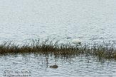 ASM05111060 kleine zilverreiger / Egretta garzetta