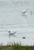 ASM05111068 visdief / Sterna hirundo kleine zilverreiger / Egretta garzetta