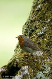 ASM05111080 roodborstje / Erithacus rubecula