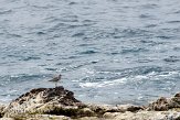 ASM04110874 regenwulp / Numenius phaeopus