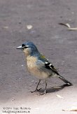 ASM02110332 vink / Fringilla coelebs