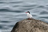 ASM01110030 visdief / Sterna hirundo