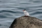ASM01110032 visdief / Sterna hirundo