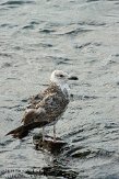 ASM02110050 geelpootmeeuw / Larus michahellis
