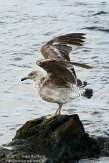 ASM02110054 geelpootmeeuw / Larus michahellis