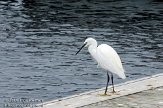 ASM02110210 kleine zilverreiger / Egretta garzetta