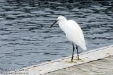 ASM02110211 kleine zilverreiger / Egretta garzetta