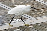 ASM02110212 kleine zilverreiger / Egretta garzetta