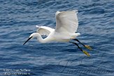 ASM02110215 kleine zilverreiger / Egretta garzetta