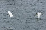 ASM02110219 kleine zilverreiger / Egretta garzetta