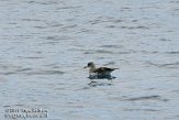 ASM02110168 Kuhls pijlstormvogel / Calonectris borealis