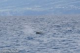 ASM04110597 potvis / Physeter macrocephalus