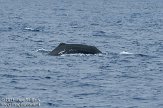 ASM04110614 potvis / Physeter macrocephalus