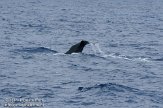 ASM04110615 potvis / Physeter macrocephalus