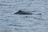 ASM04110624 potvis / Physeter macrocephalus