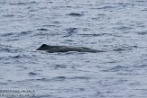 ASM04110627 potvis / Physeter macrocephalus