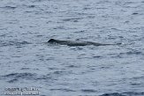 ASM04110630 potvis / Physeter macrocephalus