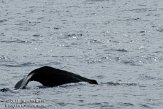 ASM04110645 potvis / Physeter macrocephalus