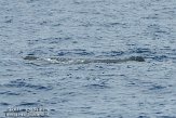 ASM04110657 potvis / Physeter macrocephalus