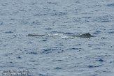 ASM04110660 potvis / Physeter macrocephalus