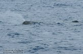ASM04110661 potvis / Physeter macrocephalus