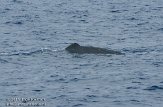 ASM04110662 potvis / Physeter macrocephalus