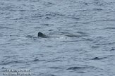 ASM04110670 potvis / Physeter macrocephalus