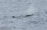 ASM04110672 potvis / Physeter macrocephalus