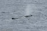 ASM04110678 potvis / Physeter macrocephalus