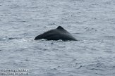 ASM04110681 potvis / Physeter macrocephalus