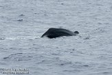 ASM04110683 potvis / Physeter macrocephalus