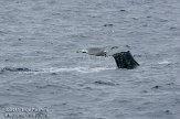 ASM04110685 potvis / Physeter macrocephalus
