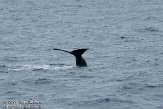 ASM04110686 potvis / Physeter macrocephalus