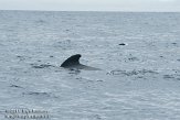 ASM06111268 Indische griend / Globicephala macrorhynchus