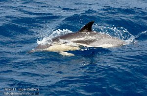 Whale Watch trip 1