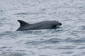 Whale Watch trip 3