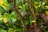 ASM04211263 roodborstje / Erithacus rubecula