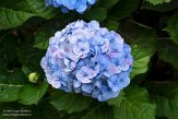 ASM02210938 Hortensia