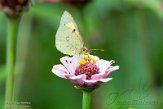 ASM02210957 Oranje Luzernevlinder / Colias croceus
