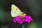 ASM02210960 Oranje Luzernevlinder / Colias croceus