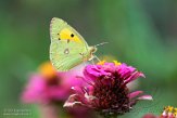 ASM02210961 Oranje Luzernevlinder / Colias croceus