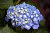 ASM02210964 Hortensia