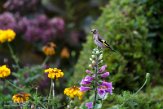 ASM02210970 putter / Carduelis carduelis