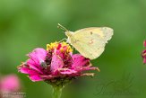 ASM05211326 Oranje Luzernevlinder / Colias croceus
