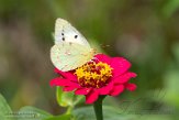 ASM05211350 Oranje Luzernevlinder / Colias croceus