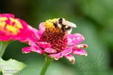 ASM05211354 Bombus ruderatus