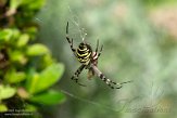 ASM05211366 wespspin / Argiope bruennichi